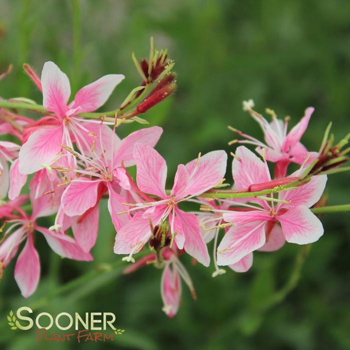 Siskiyou Pink Wand Flower | Sooner Plant Farm