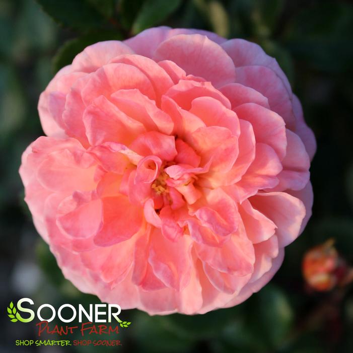 Apricot Drift® Rose | Sooner Plant Farm