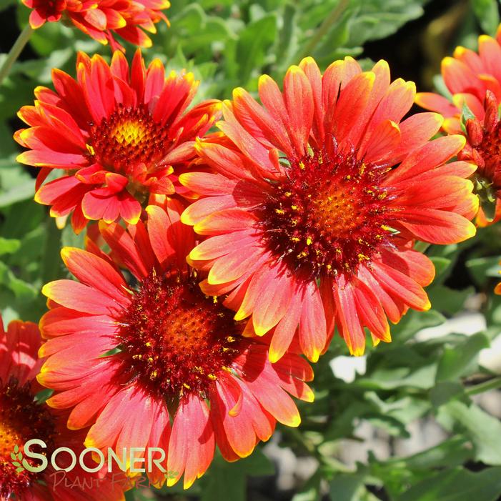 Red Sun Blanket Flower | Sooner Plant Farm