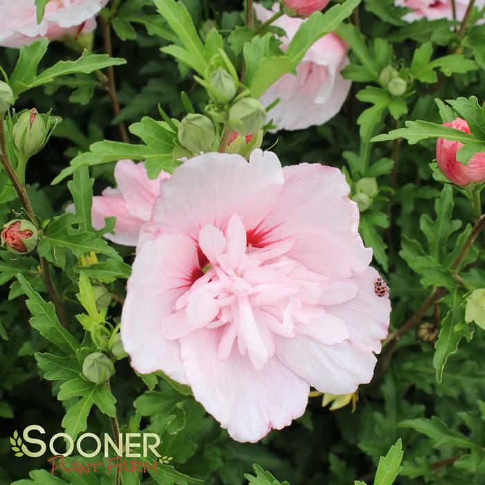 Pink Chiffon® Althea | Sooner Plant Farm