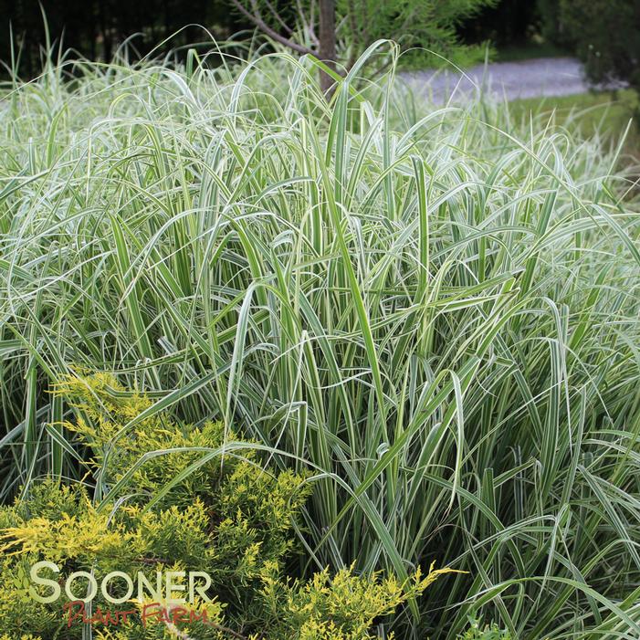 Cosmopolitan Maiden Grass | Sooner Plant Farm
