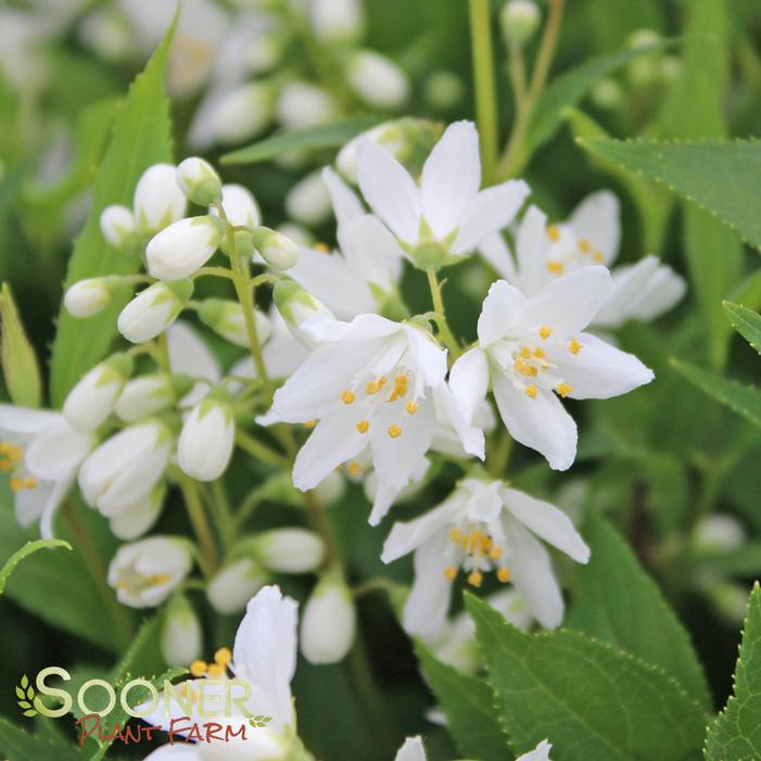 Yuki Snowflake® Deutzia | Sooner Plant Farm