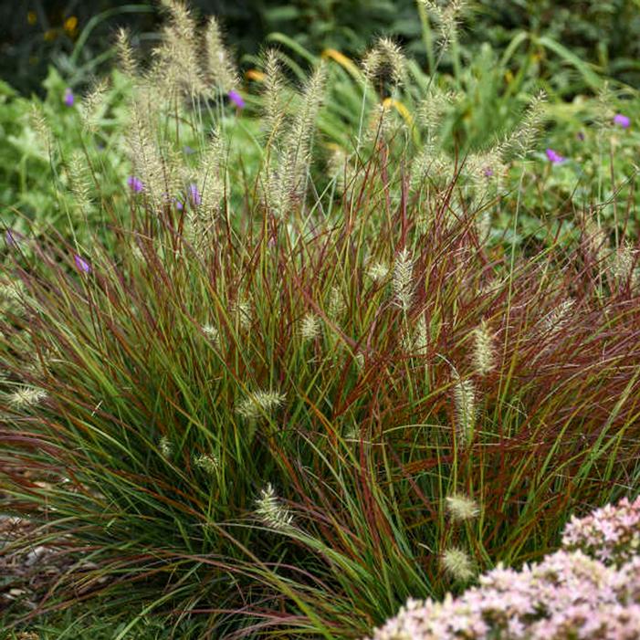 Burgundy Bunny Dwarf Fountain Grass | Sooner Plant Farm