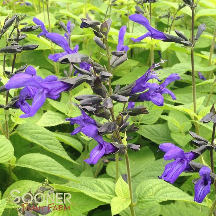 Black and Blue Anise Sage | Sooner Plant Farm