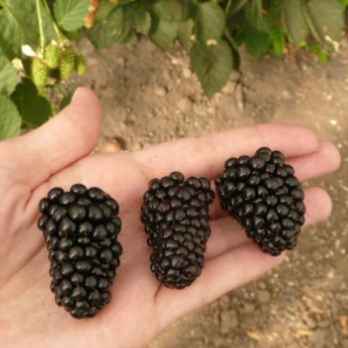 Prime-Ark® 45 Blackberry | Sooner Plant Farm