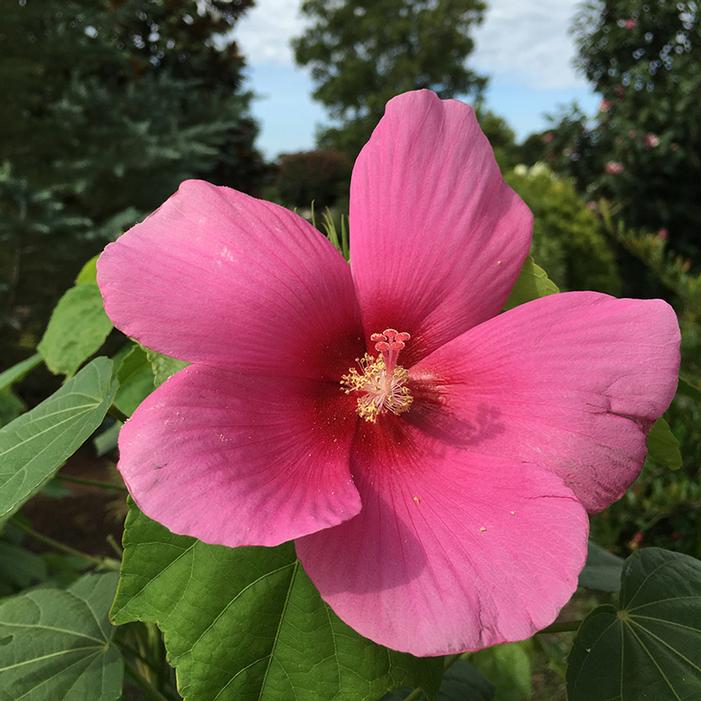 Big Hit™ Pink Hardy Hibiscus | Sooner Plant Farm