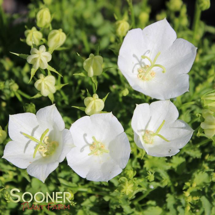 White Clips Bellflower | Sooner Plant Farm