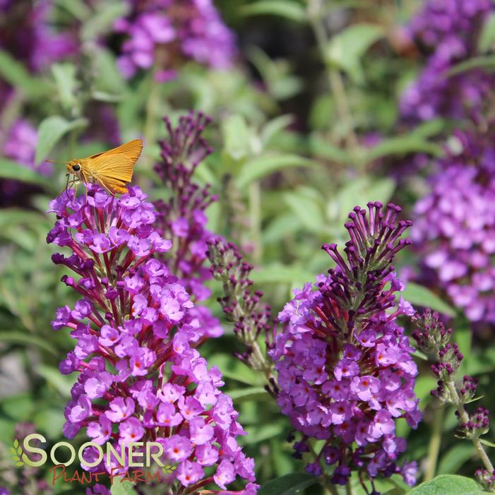 Buzz® Purple Butterfly Bush | Sooner Plant Farm