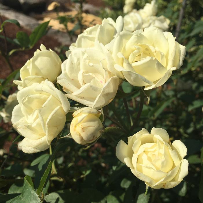 The Champion™ Ivory Rose | Sooner Plant Farm