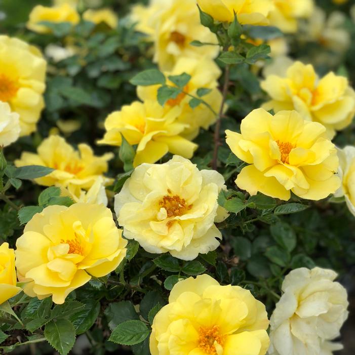 The Champion™ Yellow Rose | Sooner Plant Farm