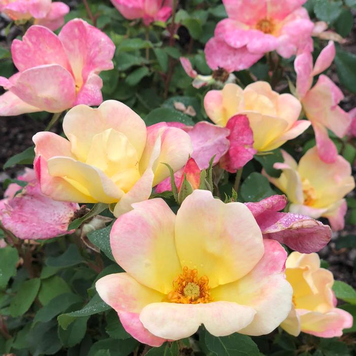 The Champion™ Sunblush Rose | Sooner Plant Farm