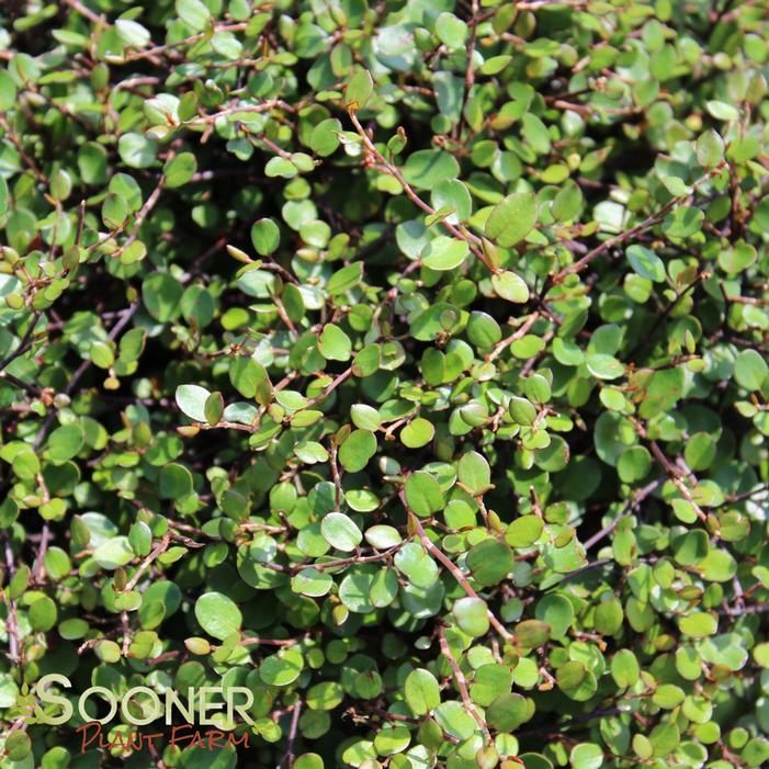 Pearly Wire Vine | Sooner Plant Farm