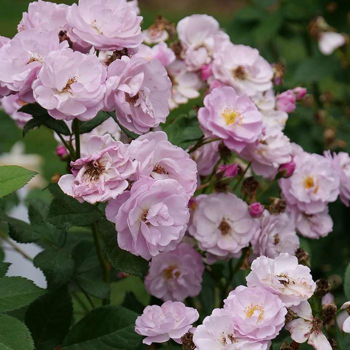 Rise Up Lilac Days™ Climbing Rose | Sooner Plant Farm