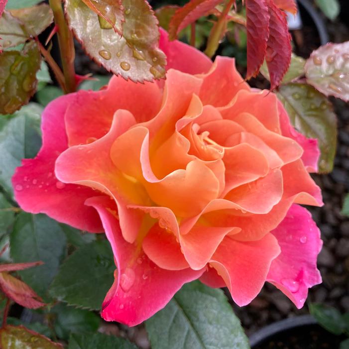 Rosie the Riveter™ Floribunda Rose | Sooner Plant Farm