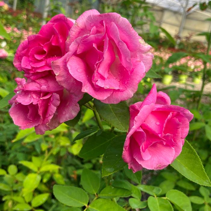 Zephrine Drouhin Thornless Climbing Rose | Sooner Plant Farm