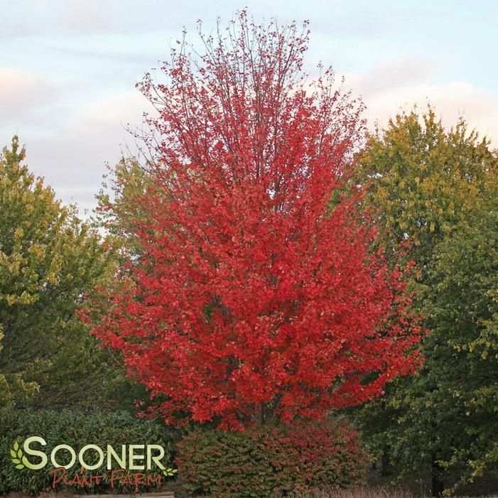 Autumn Blaze® Red Maple | Sooner Plant Farm