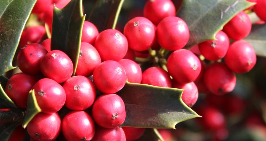 Christmas Jewel Holly Christmas Jewel Holly