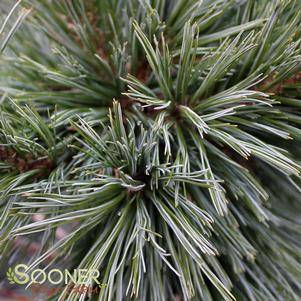 4 units available! Pre-Order Qty: 0