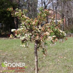 8 units available! Pre-Order Qty: 0