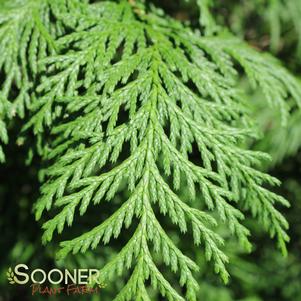 5 units available! Pre-Order Qty: 0