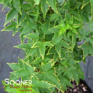 5 units available! Pre-Order Qty: 0