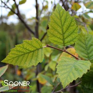 3 units available! Pre-Order Qty: 0