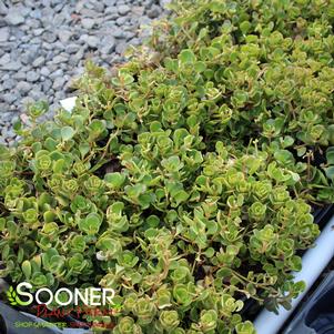 15 units available! Pre-Order Qty: 0