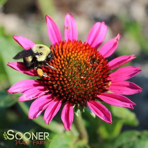 50 units available! Pre-Order Qty: 0