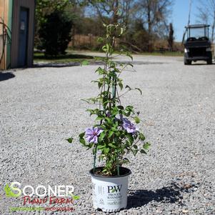 10 units available! Pre-Order Qty: 0