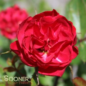 2 units available! Pre-Order Qty: 0