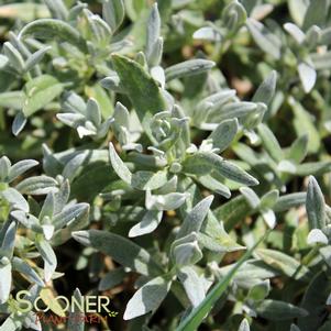 31 units available! Pre-Order Qty: 0