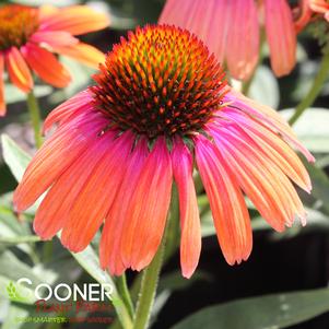 10 units available! Pre-Order Qty: 0