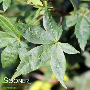 1 units available! Pre-Order Qty: 0