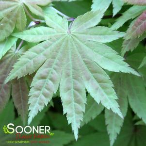 2 units available! Pre-Order Qty: 0