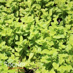 47 units available! Pre-Order Qty: 0