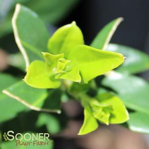 3 units available! Pre-Order Qty: 0