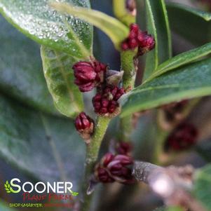 45 units available! Pre-Order Qty: 0