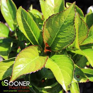 5 units available! Pre-Order Qty: 0