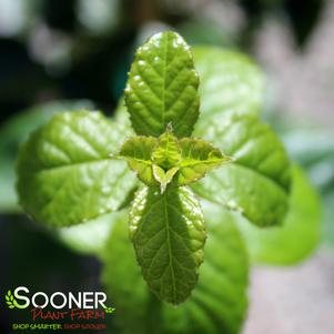 2 units available! Pre-Order Qty: 0