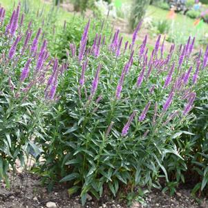 11 units available! Pre-Order Qty: 0