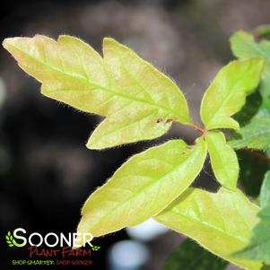 8 units available! Pre-Order Qty: 0