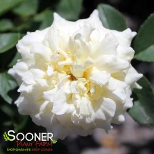 16 units available! Pre-Order Qty: 0