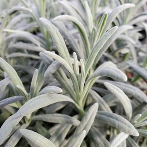 10 units available! Pre-Order Qty: 0