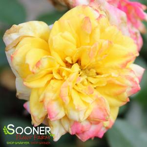 3 units available! Pre-Order Qty: 0