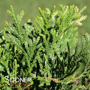 2 units available! Pre-Order Qty: 0