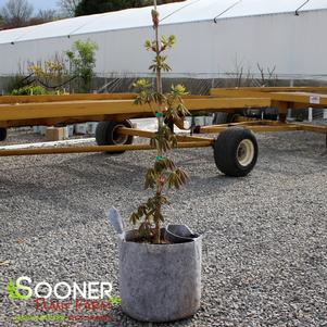 1 units available! Pre-Order Qty: 0