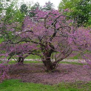 4 units available! Pre-Order Qty: 0