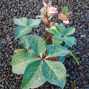 6 units available! Pre-Order Qty: 1