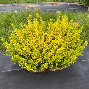 12 units available! Pre-Order Qty: 0