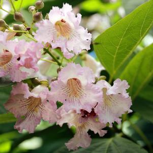 1 units available! Pre-Order Qty: 0